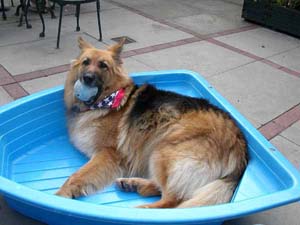 German Shepherd Dog Pictures, Photographs and Images