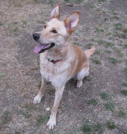 skye gsd girl