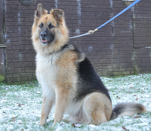 jj handsome white gsd