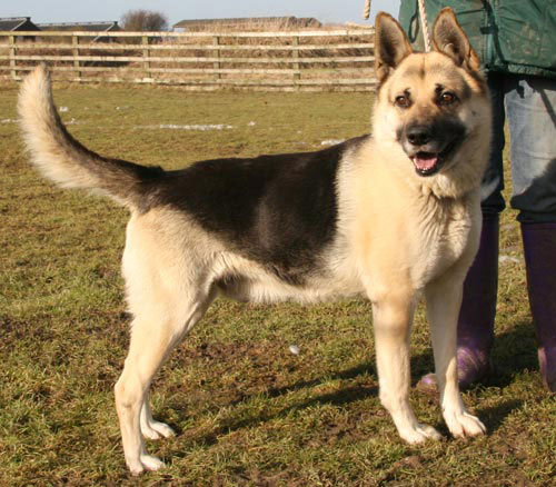 glyn german shepherd