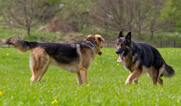 Training Your German Shepherd Dog