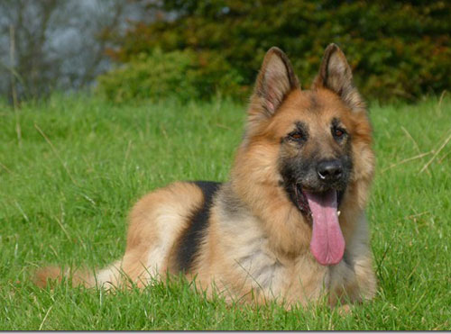 Harry a mature german shepherd who found a new home