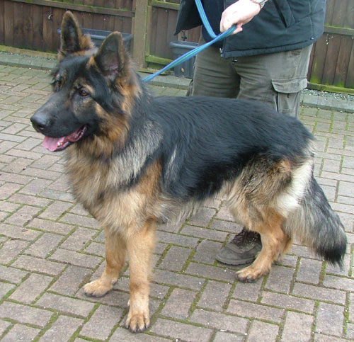 harley gsd