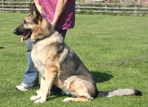 heidi gsd