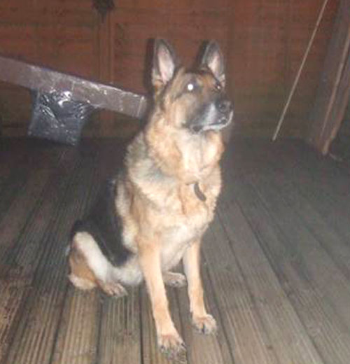 Izzy gsd urgently needs a home