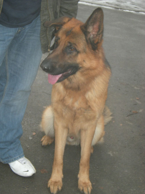 jack gsd