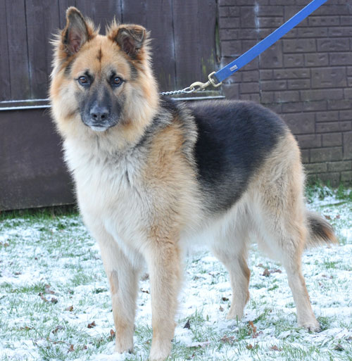 jake fluffy gsd posing for the camera