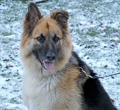 jake german shepherd