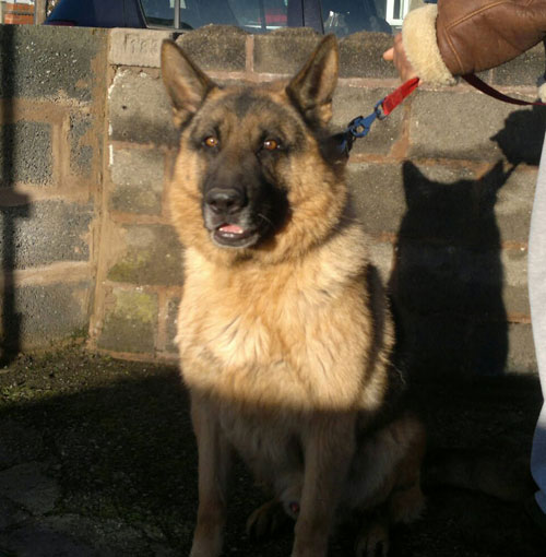 jasko gsd