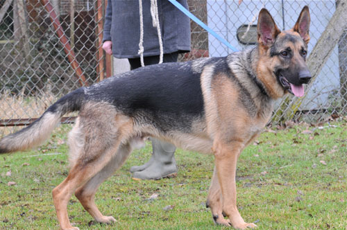 jay young gsd