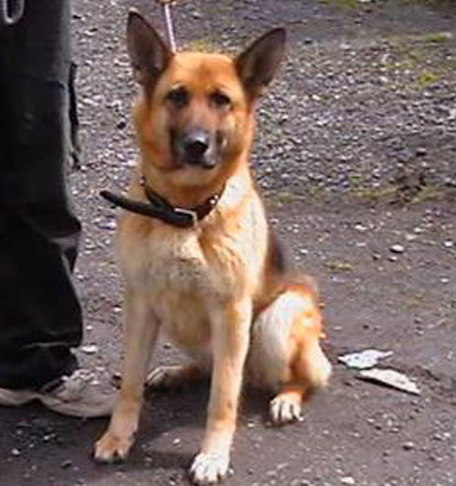 jazz gsd