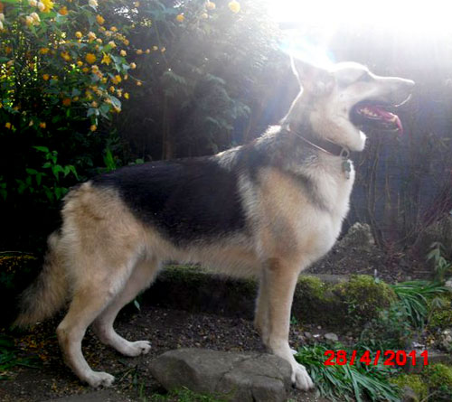 jessie gsd for rehoming