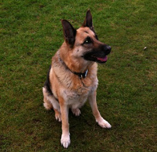 jess 10 year old gsd