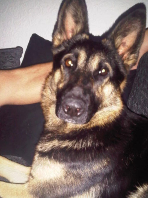 jess gsd