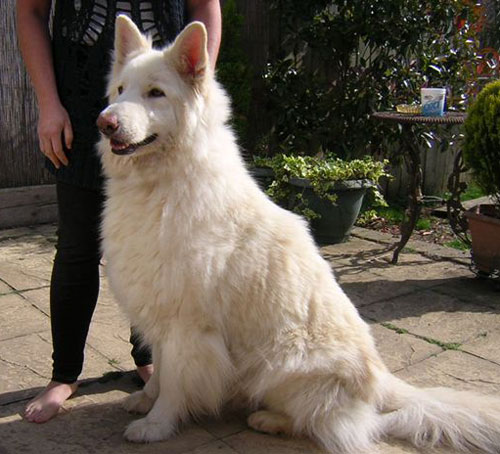 junior white german shepherd