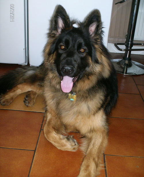 khan long coated young gsd