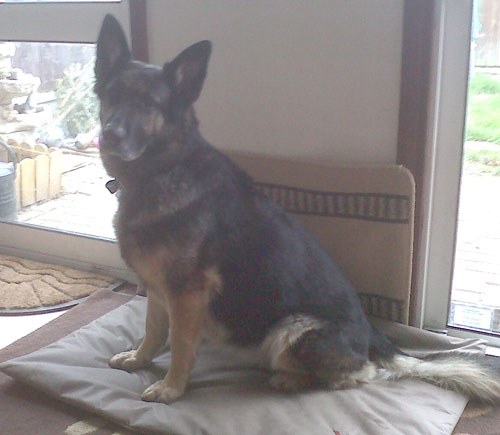 kiki older gsd