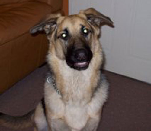 kimbo german shepherd puppy