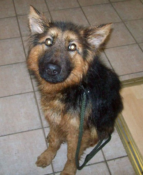 hope abandoned gsd