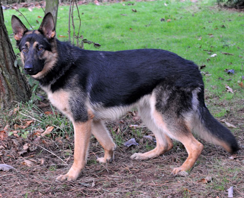 libby gsd puppy