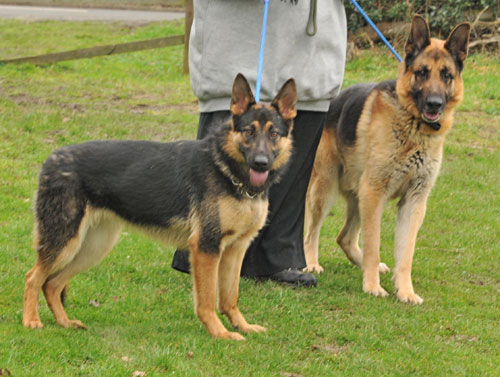 murphy and libby at the kennels