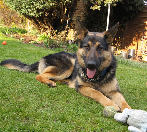 libby young german shepherd