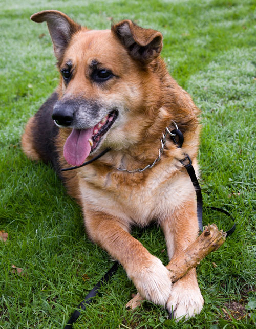 lilly older gsd