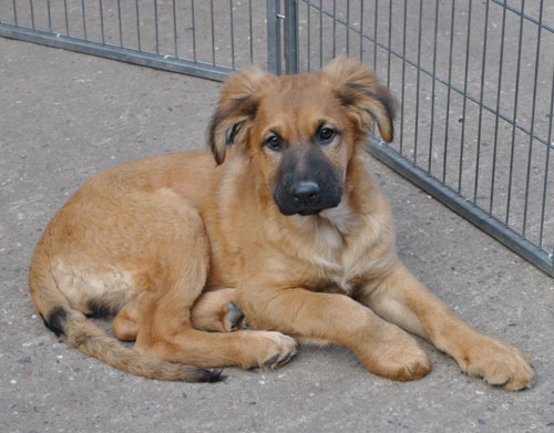 lolly gsd cross puppy