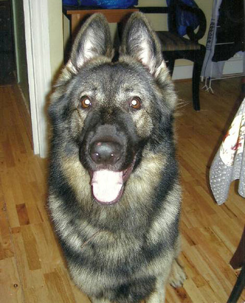 lucky semi coated gsd