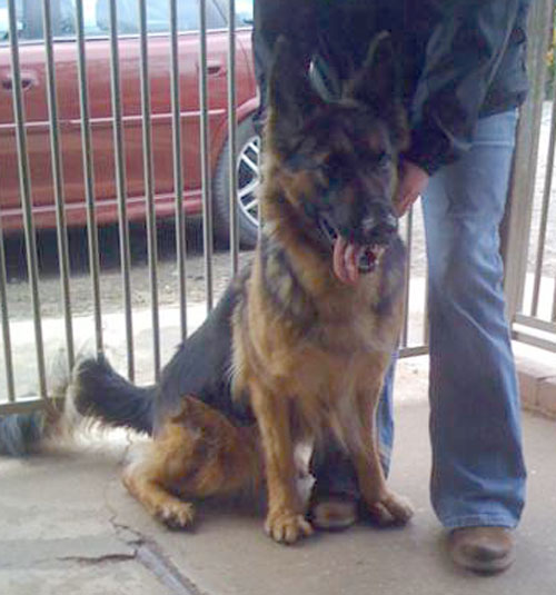 lulu gorgeous stray german shepherd