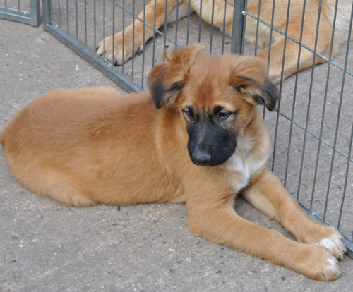 lulu gsd cross puppy