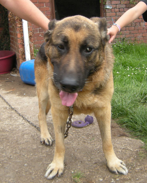 major the gsd looking very sad