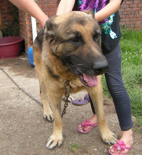 major the gsd looking very unsure