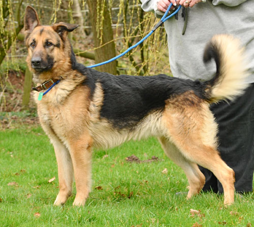 mati the gsd looking at something