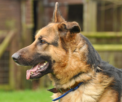 mati the gsd posing for the camera