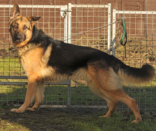 mati gsd