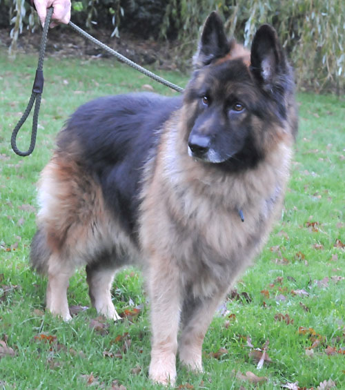 max long coat german shepherd