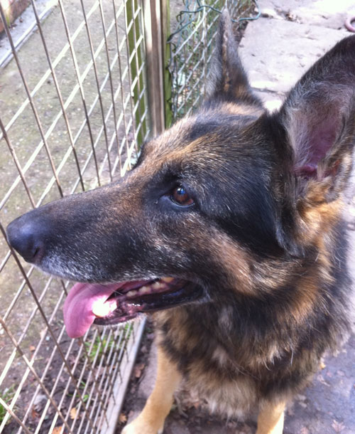 max in kennels