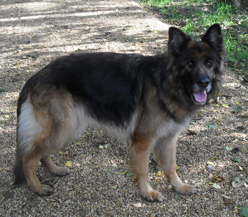 megan gsd