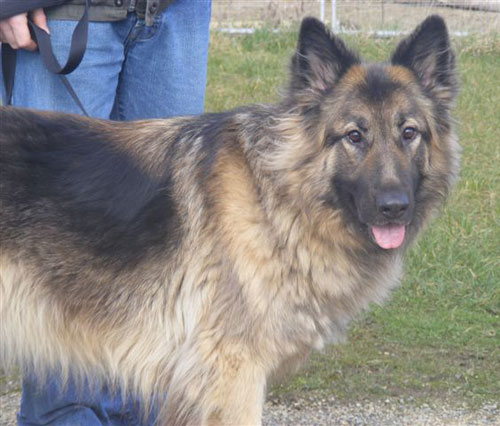 molly semi coated german shepherd