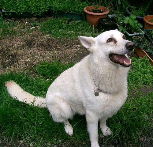 nero the white german shepherd