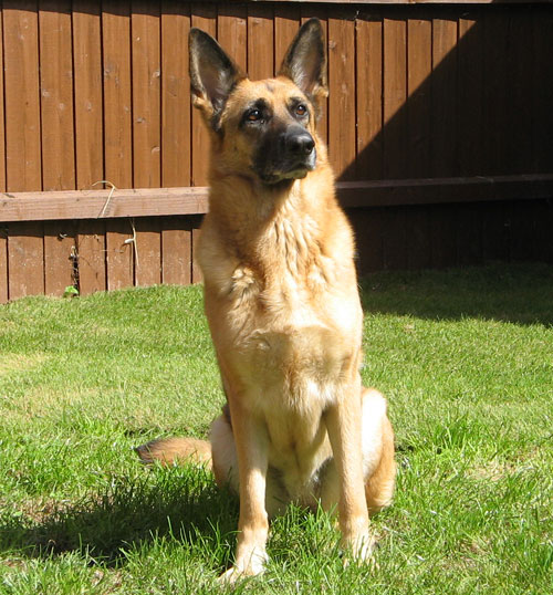 nesta gsd