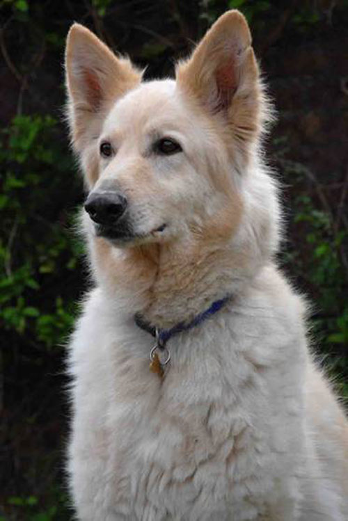 odin white german shepherd