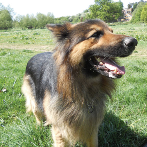 oscar long coated gsd