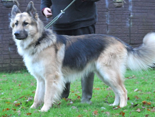 oscar long coated gsd