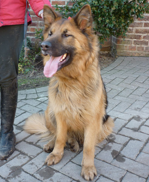 phoebe beautiful long coat gsd