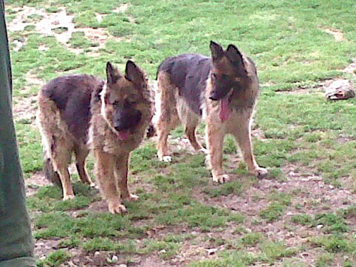 Poppy and Pippa stray gsd