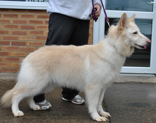 pru white german shepherd