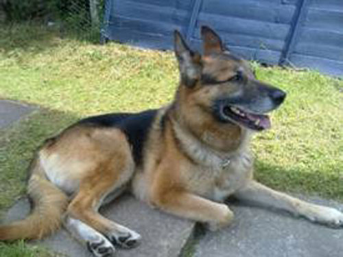 rex older gsd