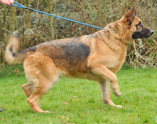 robbie the gsd wants to play